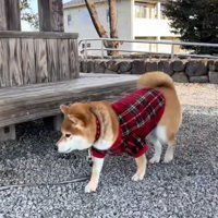 ベンチ下が気になるりんちゃん