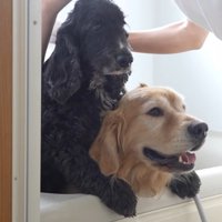 虚無顔のルーク君＆笑顔のるこる君