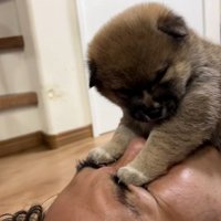 目を開けられないパパ