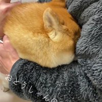 隠れたつもりで注射に挑む