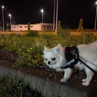 お散歩中のうみちゃん