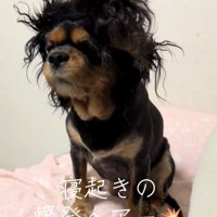 じっと座る犬