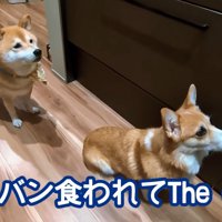 2匹の前でオヤジギャグを披露