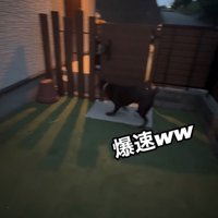 ゲートに走る大型犬