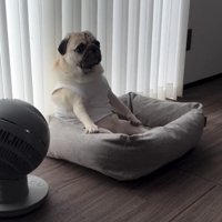 足を投げ出して座る犬