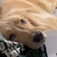 お仕事中の飼い主さんに甘える麹くん6