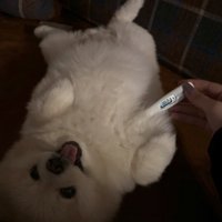 ぽちゃちゃんの全体像