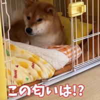ホットサンドが焼き上がったら覚醒！