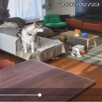 キョロキョロ…