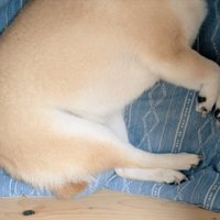 筋肉質