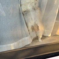 ひめちゃんのお出迎え4