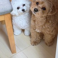 同時に首を傾げる2匹