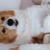 人間