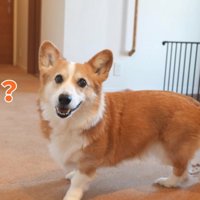 ご飯に反応するはなちゃん