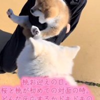 桃ちゃんと初対面の桜ちゃん