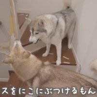 茶色い犬に唸るグレーの犬