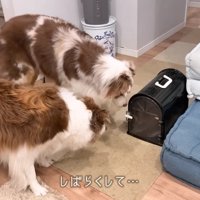 2匹は大興奮の大歓迎！！