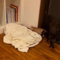 部屋の中を歩き回る2頭の子猫