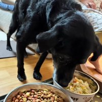 器に入ったごはんを食べる犬