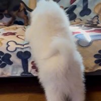逃げ出す先輩ワンコ