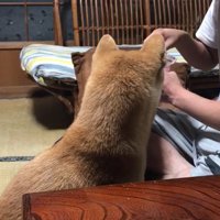 またおやつをもらう気満々