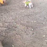 サフランちゃんの予想外の行動4