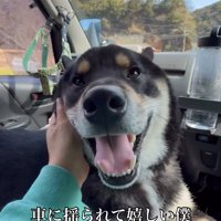 ドライブが楽しい柴犬