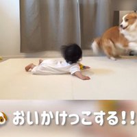 赤ちゃんを遊びに誘うまめ君5