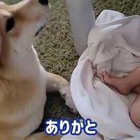 褒められるわらびちゃん