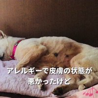 マナちゃんの現在までの軌跡3