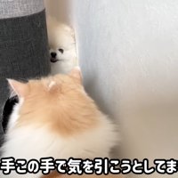 「遊ぼう」とニヤリ♪