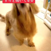 可愛い文句も♡