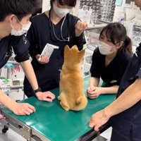 おすわりするゆずちゃん