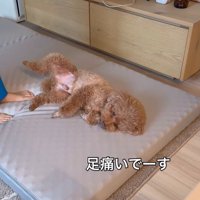 来客用のベッドが気に入ったレオくん6