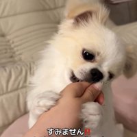 歯磨きガムを怖がるぽっぷくん⑩