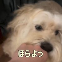 投げやりなかまぼこちゃん
