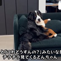 飼い主さんをチラ見