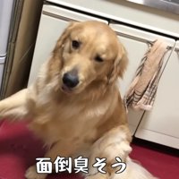 「めんどうくさいな…」