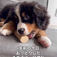 お迎え当初、ガムを噛む子犬