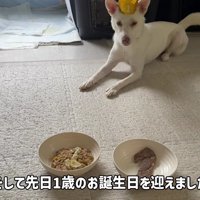 すっかり成長した雪子ちゃん