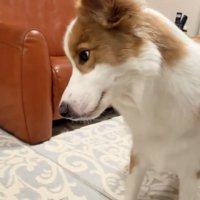 横を向いて立っている犬