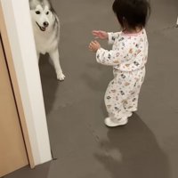 手を伸ばして近づく女の子、笑顔のハスキー