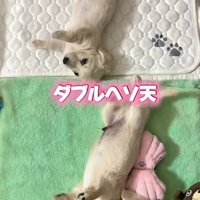 ヘソ天で寝転がる赤ちゃん犬たち