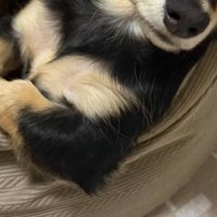 前足のアップ