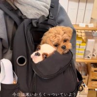 一緒にリュックに入る2匹2