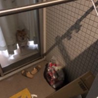 愛犬が写り込んでる！！