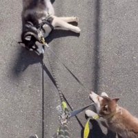 リードを引っ張ってくれるように