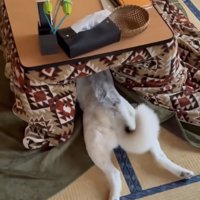 こたつにすっぽり潜り込んだ犬