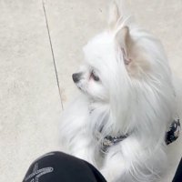 わんこの悲鳴が…！！