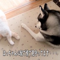 はっちゃんはビックリ！